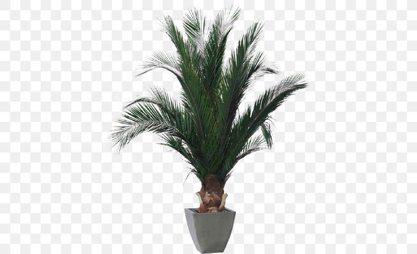 Phoenix Roebelenii Houseplant Arecaceae Tree, PNG, 500x500px, Phoenix Roebelenii, Areca Palm, Arecaceae, Arecales, Date Palm Download Free