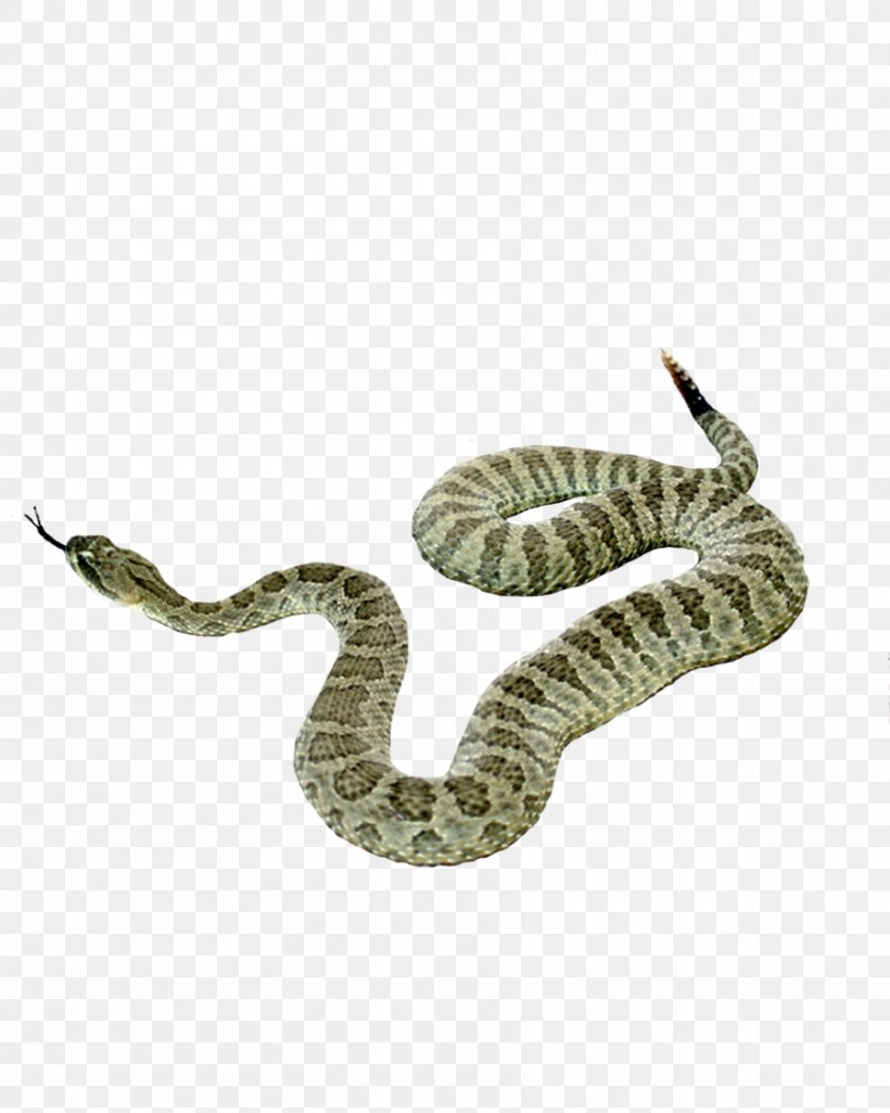 Snake Clip Art, PNG, 900x1125px, Snake, Boa Constrictor, Boas, Display Resolution, Hognose Snake Download Free