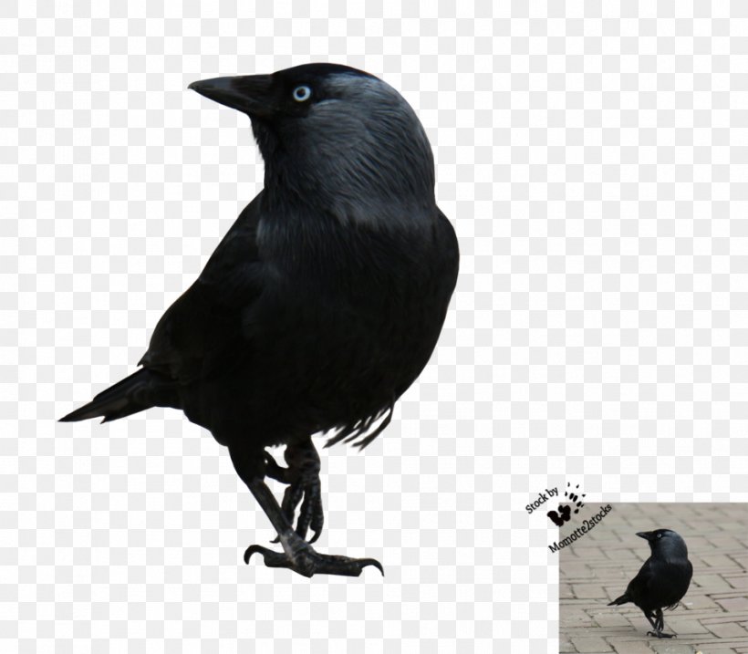 American Crow New Caledonian Crow Rook Bird Passerine, PNG, 956x836px, American Crow, Beak, Bird, Black And White, Common Raven Download Free