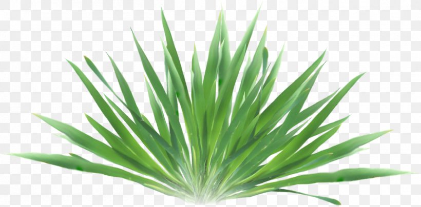 Grasses Green Euclidean Vector, PNG, 1305x644px, Grasses, Animation, Drawing, Free Software, Grass Download Free