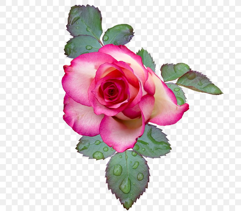 Pink Flowers Garden Roses Stock.xchng Clip Art, PNG, 720x720px, Flower, Cabbage Rose, Cut Flowers, Floral Design, Floribunda Download Free