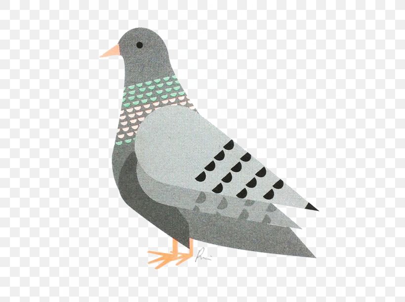 Domestic Pigeon Columbidae Bird Fancy Pigeon Printing, PNG, 564x611px, Domestic Pigeon, Beak, Bird, Cher Ami, Columbidae Download Free