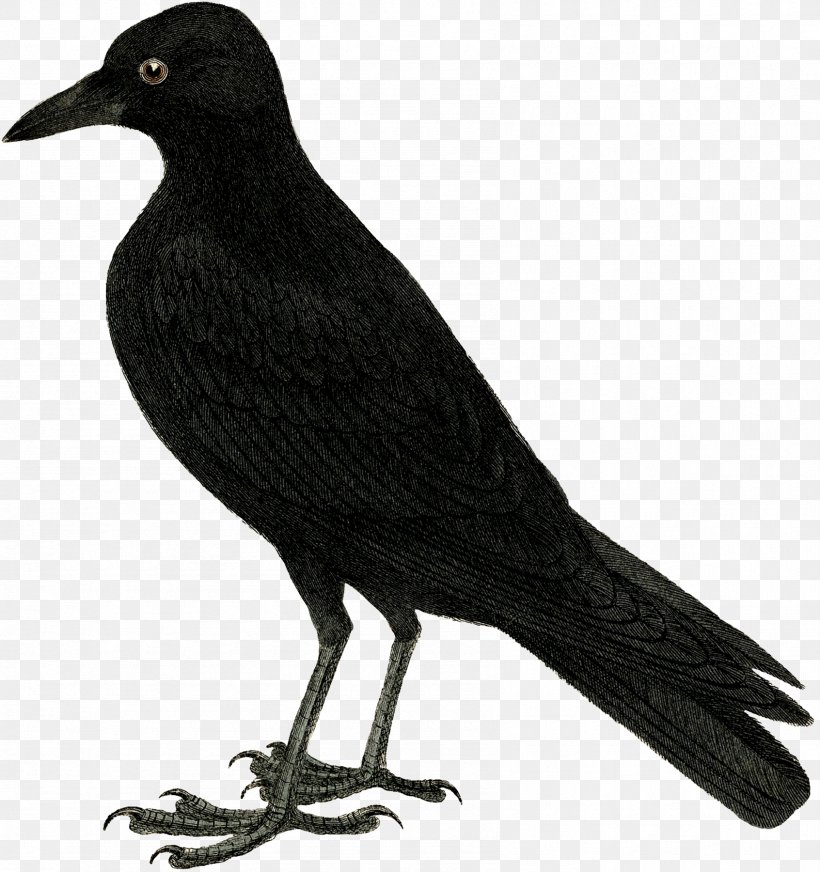 Drawing Crow Clip Art, PNG, 1692x1800px, Drawing, American Crow, Art, Beak, Bird Download Free