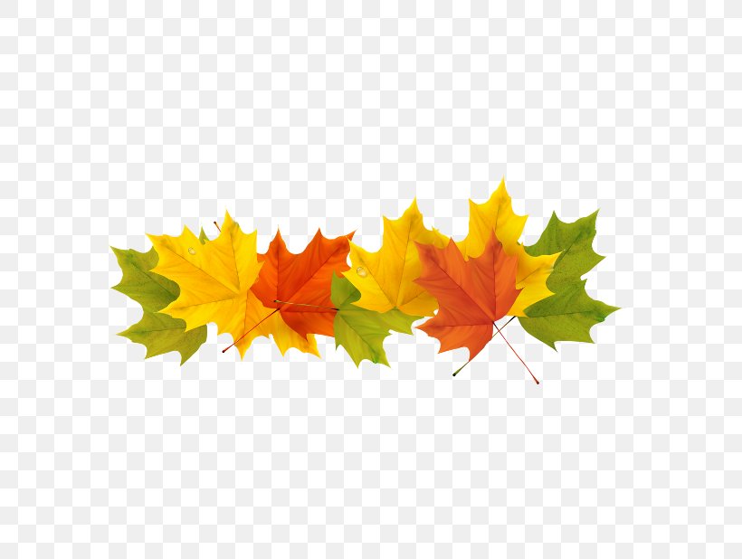 Family Tree Background, PNG, 618x618px, Season, Autumn, Autumn Leaf Color, Black Maple, Deciduous Download Free