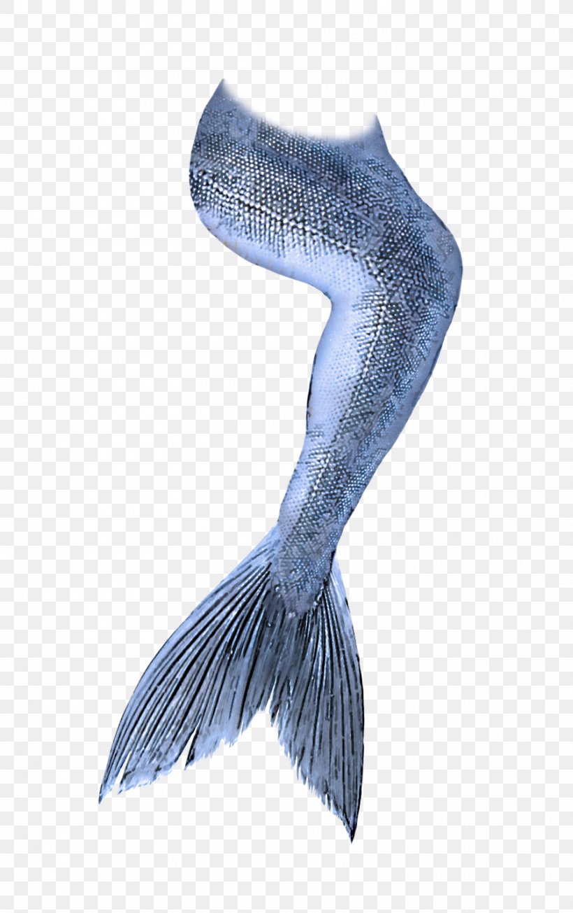 Fish Wing Blue Whale Fictional Character Tail, PNG, 900x1433px, Fish, Blue Whale, Fictional Character, Metal, Tail Download Free