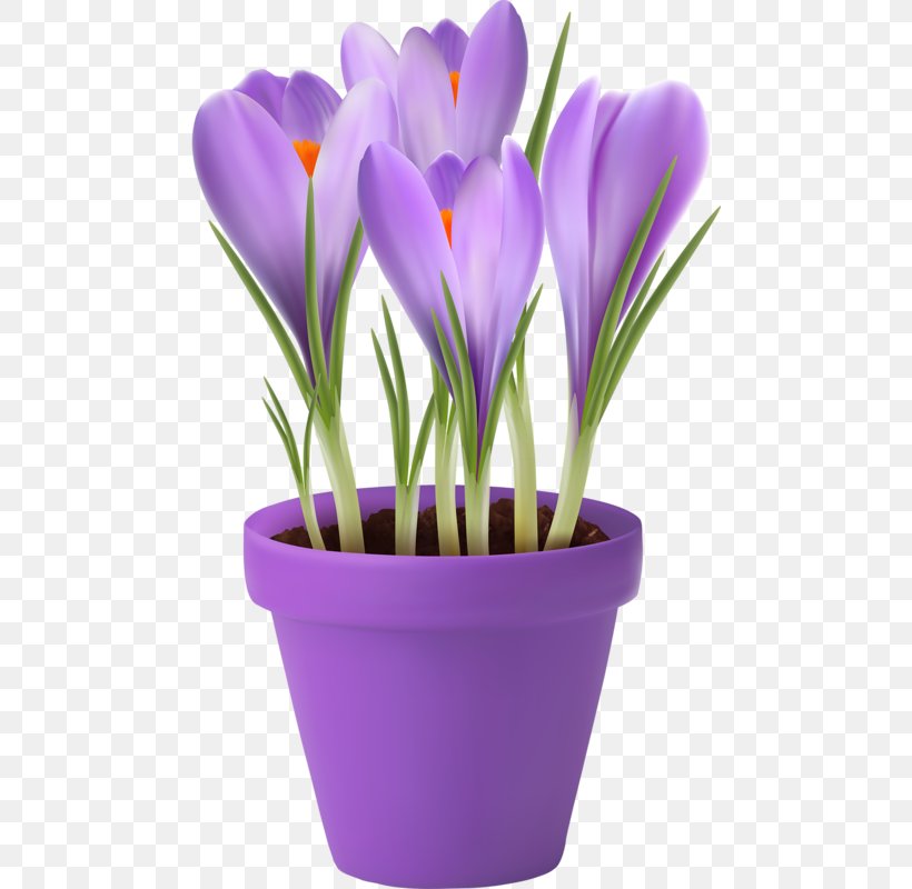 Flowerpot Stock Photography Clip Art, PNG, 476x800px, Flowerpot, Crocus, Cut Flowers, Flower, Flowering Plant Download Free