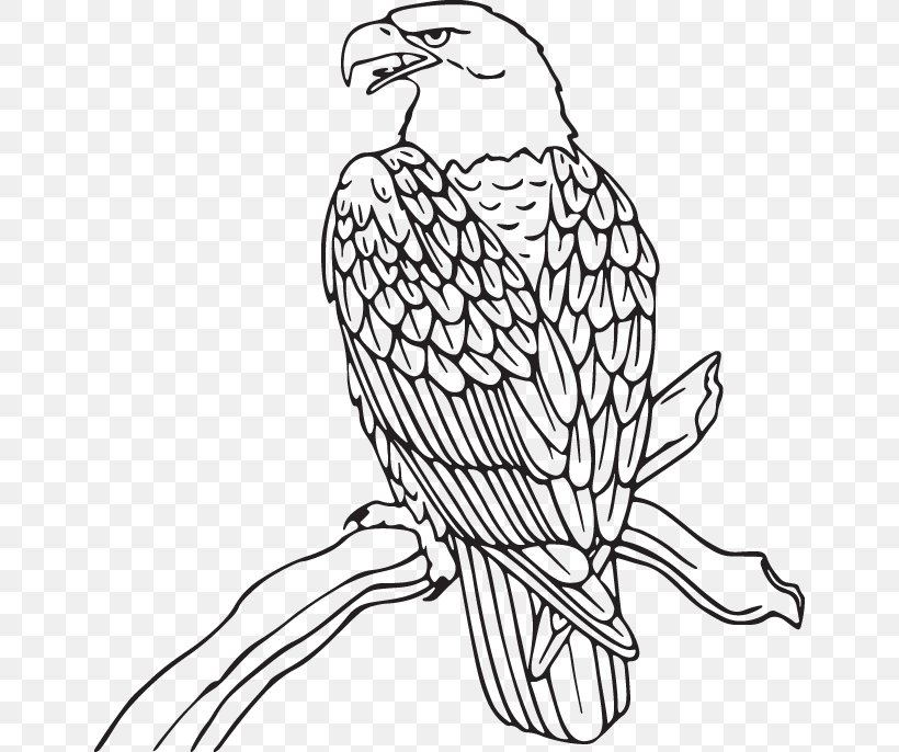 Bird Beak Falcon Peregrine Falcon Bird Of Prey, PNG, 648x686px, Bird, Bald Eagle, Beak, Bird Of Prey, Coloring Book Download Free