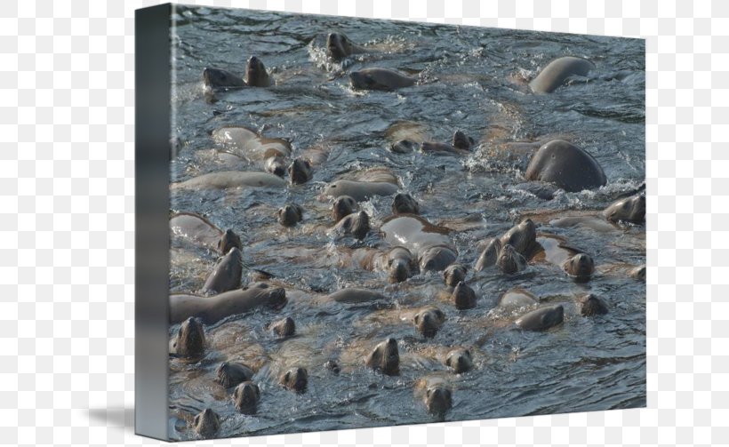 Harbor Seal Sea Lion Wildlife Fauna, PNG, 650x503px, Harbor Seal, Bird, Fauna, Inlet, Lion Download Free