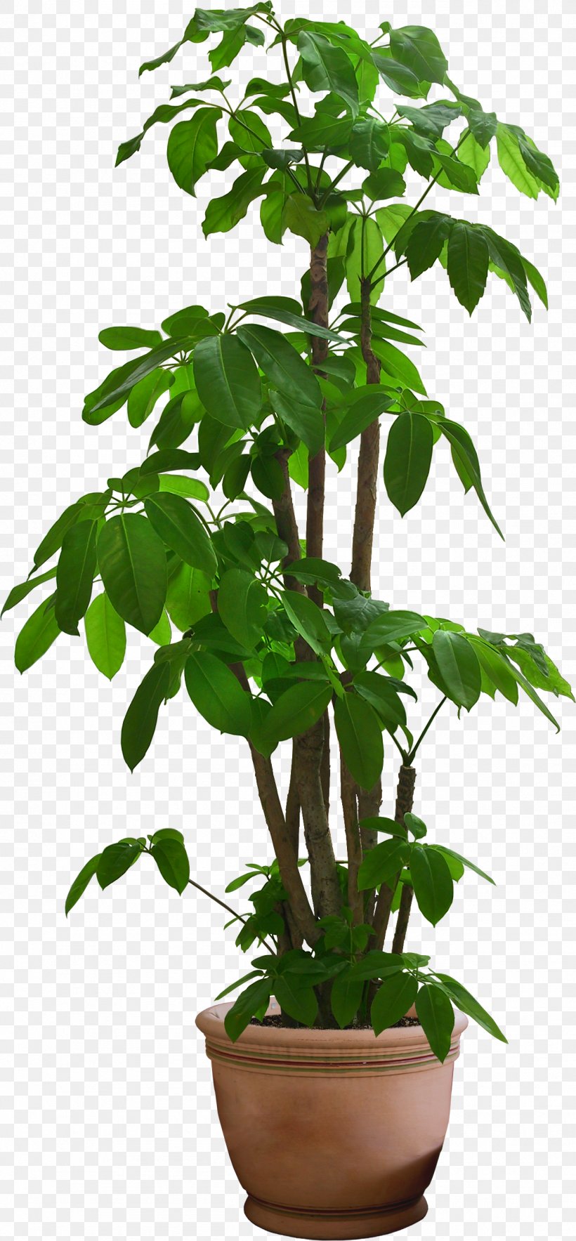 Houseplant Plants Shrub Garden Ideas Tree, PNG, 1303x2809px, Houseplant, Flower, Flowerpot, Garden, Garden Ideas Download Free