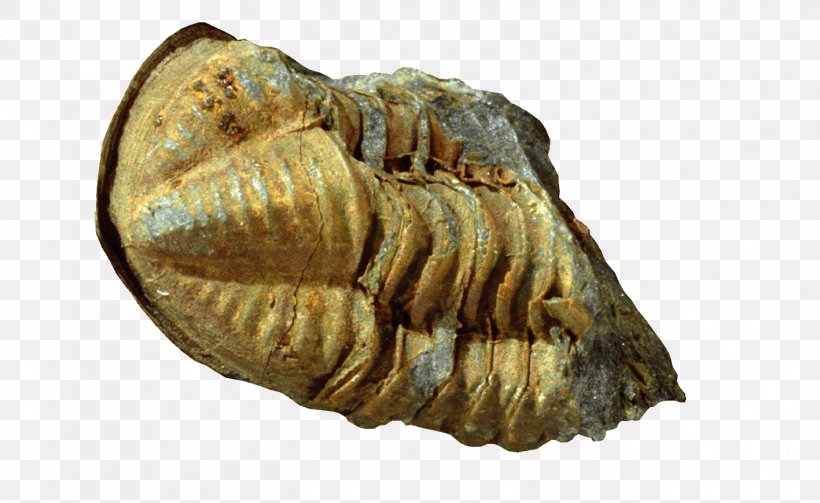 Lichida Devonian Fossil Carnic Alps Glabella, PNG, 1417x870px, Devonian, Alps, Animal, Artifact, Centimeter Download Free