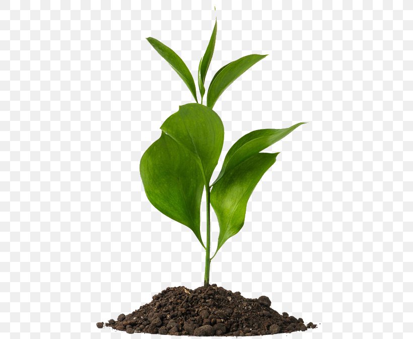 Plants Botany Clip Art Soil Natural Environment, PNG, 460x673px, Plants, Botany, Flowerpot, Herb, Leaf Download Free