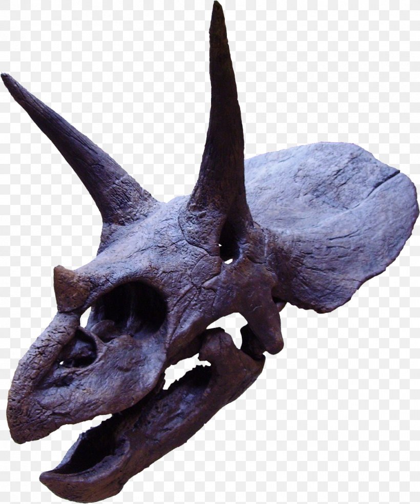 Torosaurus Ceratopsia Tyrannosaurus Late Cretaceous Maastrichtian, PNG, 1009x1211px, Torosaurus, Bone, Ceratopsia, Ceratopsidae, Cretaceous Download Free