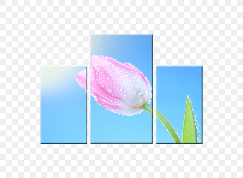 Tulip Petal, PNG, 600x600px, Tulip, Flower, Flowering Plant, Lily Family, Petal Download Free