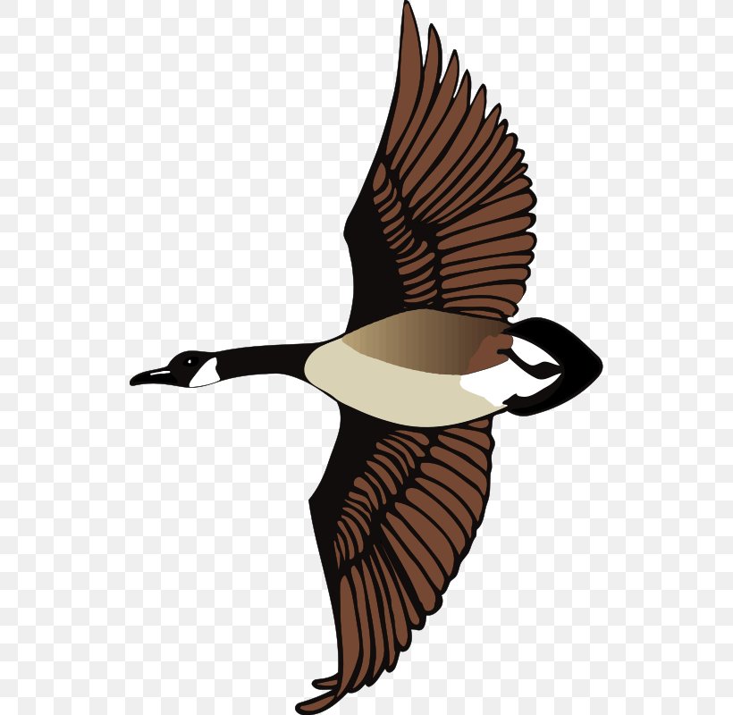 Canada Goose Clip Art, PNG, 530x800px, Goose, Beak, Bird, Branta, Canada Goose Download Free