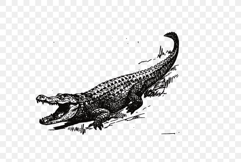 Crocodile American Alligator Clip Art, PNG, 639x551px, Crocodile, Alligator, American Alligator, Black, Black And White Download Free