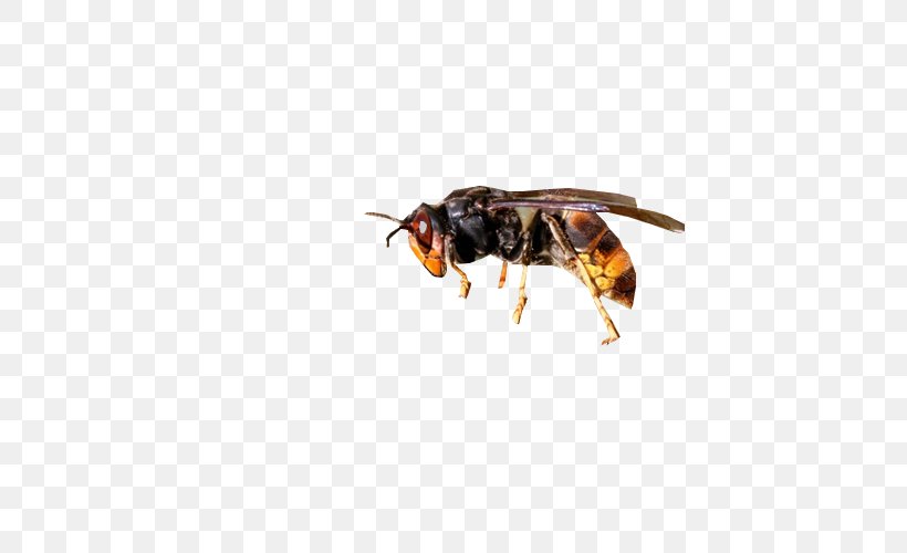Honey Bee Wasp Asian Hornet European Hornet, PNG, 500x500px, Bee, Arthropod, Asian Hornet, European Hornet, Fly Download Free