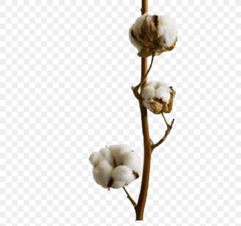 Shetou Cotton Tree Xizhou, Changhua Bombax Ceiba, PNG, 500x769px, Shetou, Bombax Ceiba, Branch, Cdr, Cotton Download Free