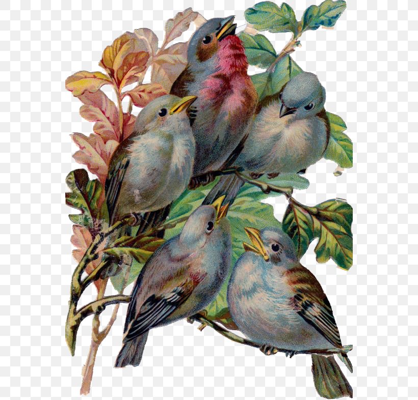 Sparrow Songbird Easter Bunny Santa Claus, PNG, 564x786px, Sparrow, Beak, Bird, Bird Nest, Bluebird Download Free