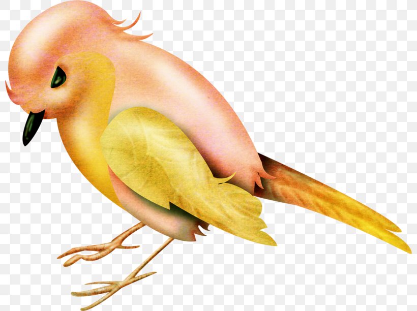 Lovebird, PNG, 800x612px, Bird, Animal, Beak, Common Pet Parakeet, Drawing Download Free