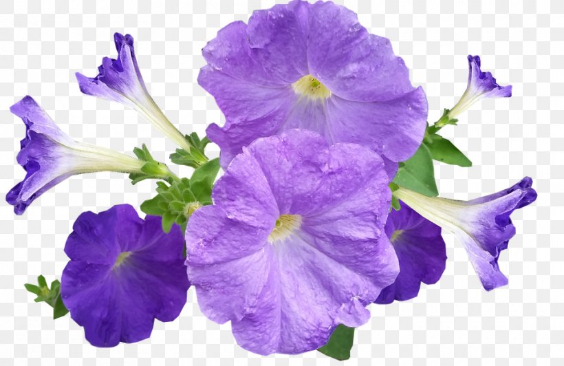 Petunia Violet Flower, PNG, 960x623px, Petunia, Annual Plant, Bellflower, Bellflower Family, Color Download Free