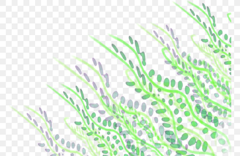 Plant Stem Leaf Grasses Animated Film, PNG, 761x533px, Plant Stem, Animated Film, Branch, Ellen Page, Flora Download Free