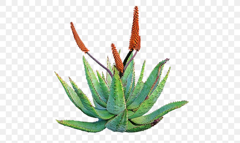 Aloe Vera Plant Skin Health Home Remedy, PNG, 535x488px, Aloe Vera, Agave, Agave Azul, Aloe, Asphodelaceae Download Free