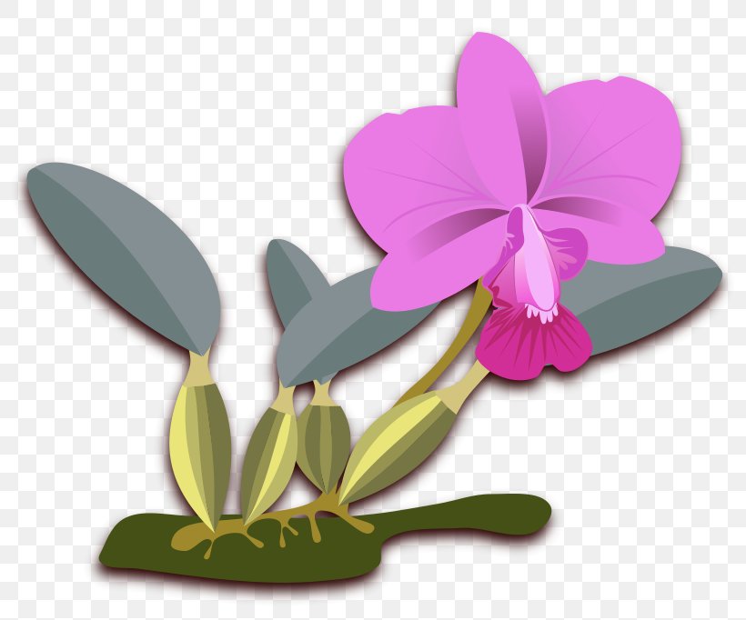 Cattleya Walkeriana Orchids Clip Art, PNG, 800x682px, Cattleya Walkeriana, Boat Orchid, Cattleya, Cattleya Orchids, Drawing Download Free