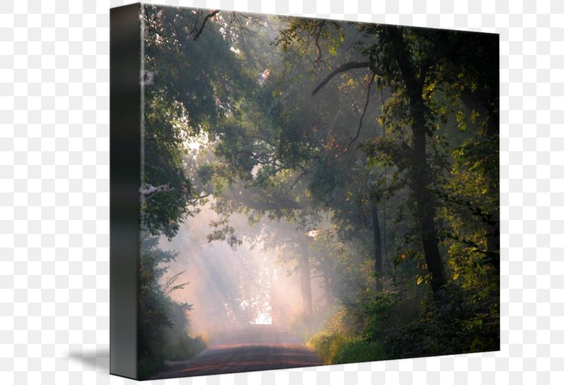 Forest Biome Landscape Painting Nature, PNG, 650x560px, Forest, Biome, Ecosystem, Landscape, Nature Download Free