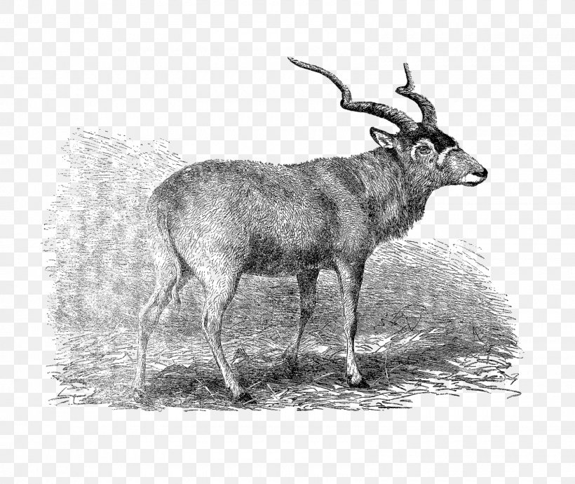 Waterbuck Reindeer Elk Musk Deers Goat, PNG, 1600x1348px, Waterbuck, Animal, Antelope, Antler, Black And White Download Free