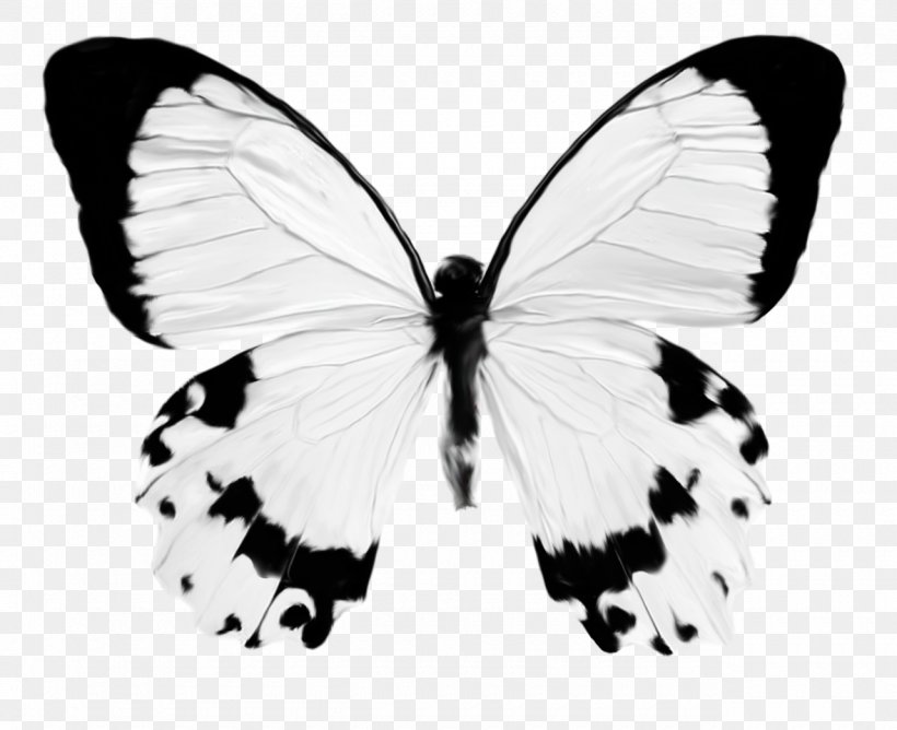 Butterfly Insect Clip Art, PNG, 1280x1043px, Butterfly, Arthropod, Black And White, Brush Footed Butterfly, Butterflies And Moths Download Free
