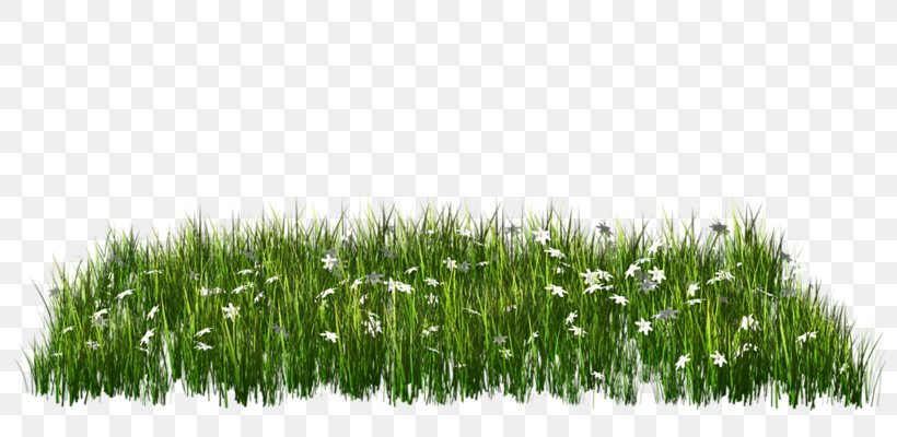 Download Clip Art, PNG, 800x400px, Computer Graphics, Computer Network, Grass, Grass Family, Green Download Free