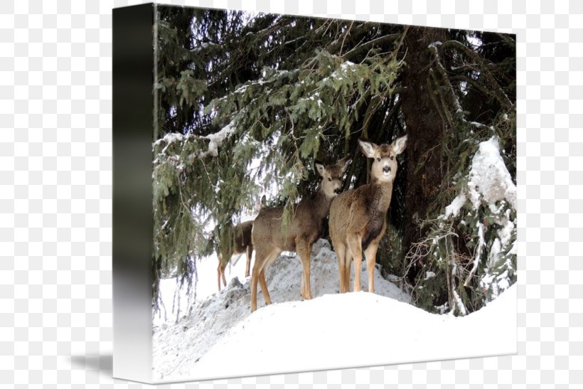 Elk Coyote Reindeer Stock Photography, PNG, 650x547px, Elk, Coyote, Deer, Fauna, Freezing Download Free