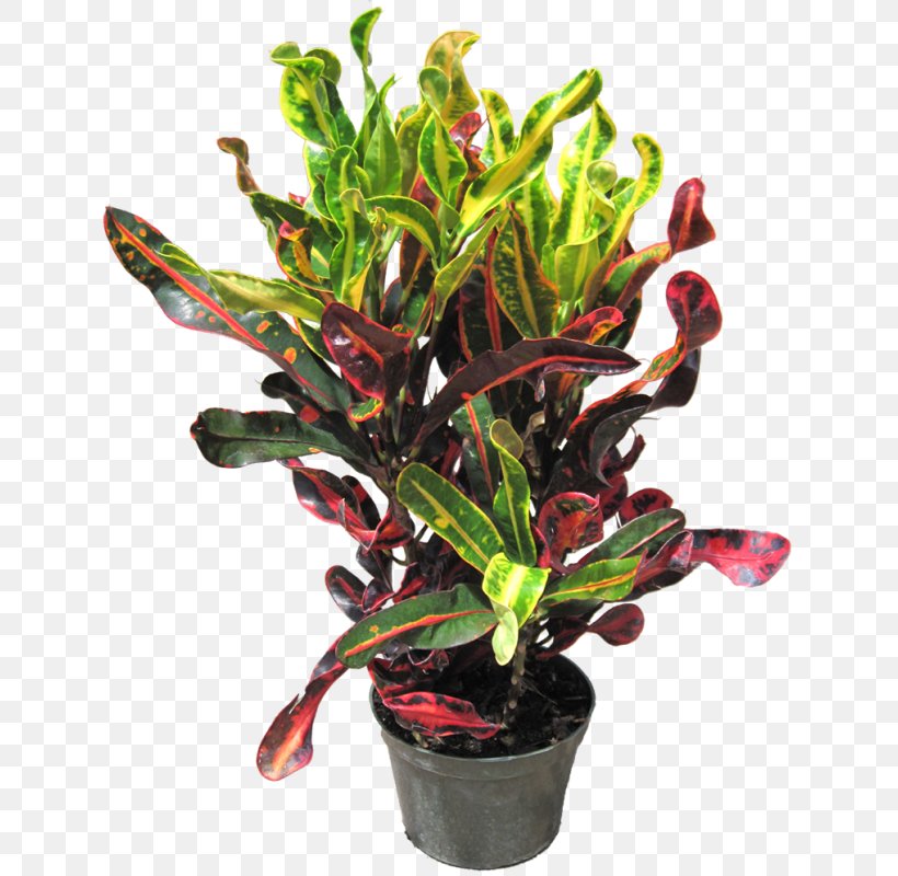 Garden Croton Houseplant Dracaena Fragrans Rushfoil, PNG, 644x800px, Garden Croton, Aquarium Decor, Codiaeum, Dracaena, Dracaena Fragrans Download Free