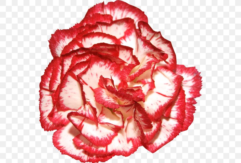 Garden Roses Carnation Flower Clip Art, PNG, 560x554px, Garden Roses, Begonia, Carnation, Chain, Cut Flowers Download Free