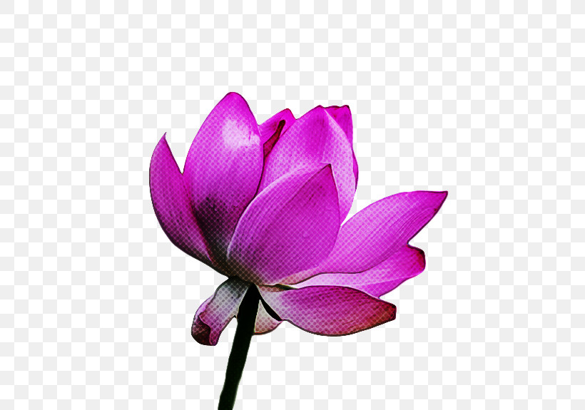 Sacred Lotus Plant Stem Herbaceous Plant Nelumbonaceae Petal, PNG, 731x575px, Sacred Lotus, Biology, Herbaceous Plant, Magenta Telekom, Nelumbonaceae Download Free