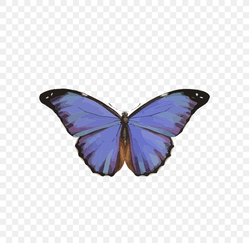 Butterfly Morpho Peleides Insect Morpho Rhetenor Clip Art, PNG, 566x800px, Butterfly, Aglais Io, Brush Footed Butterfly, Butterflies And Moths, Drawing Download Free