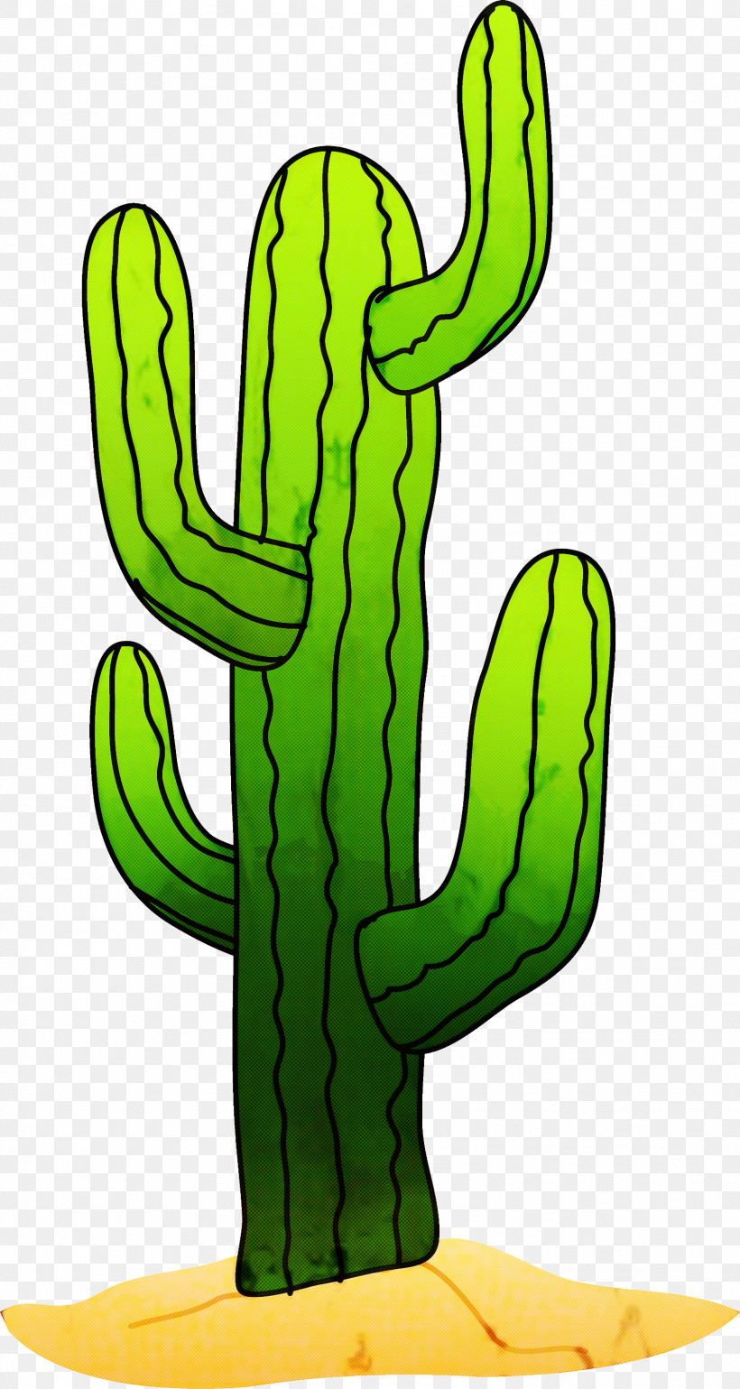 Cactus, PNG, 1598x3000px, Cactus, Cartoon, Caryophyllales, Flower, Green Download Free