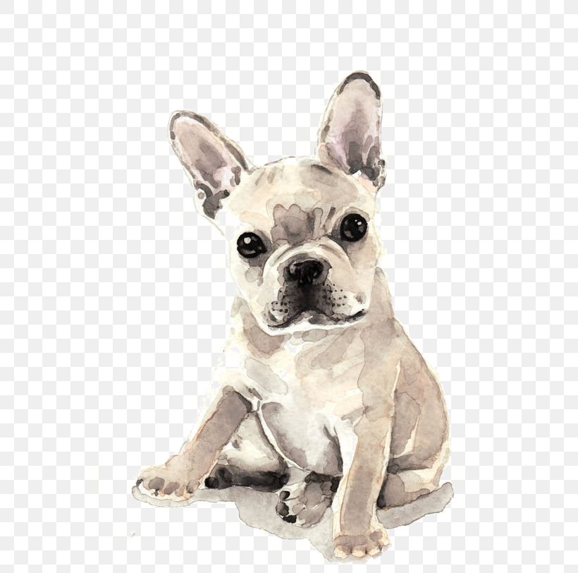 French Bulldog Puppy Watercolor Painting Fawn, PNG, 564x812px, French Bulldog, Art, Boston Terrier, Bulldog, Carnivoran Download Free