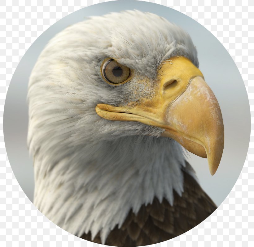 Bald Eagle TurboSquid Beak 3D Computer Graphics, PNG, 800x800px, 3d Computer Graphics, 3d Modeling, Bald Eagle, Accipitriformes, Anatomically Correct Doll Download Free