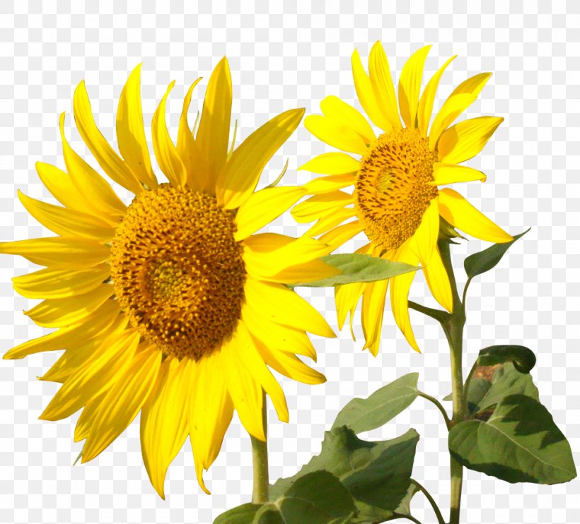 Common Sunflower Tmall, PNG, 1000x905px, Common Sunflower, Art, Calligraphy, Daisy Family, Flower Download Free