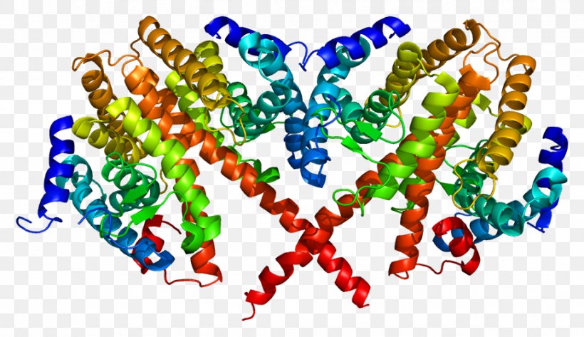 Hepatocyte Nuclear Factor 4 Alpha Protein Gene Transcription Factor, PNG, 921x532px, Protein, Art, Bead, Berberine, Biochemistry Download Free
