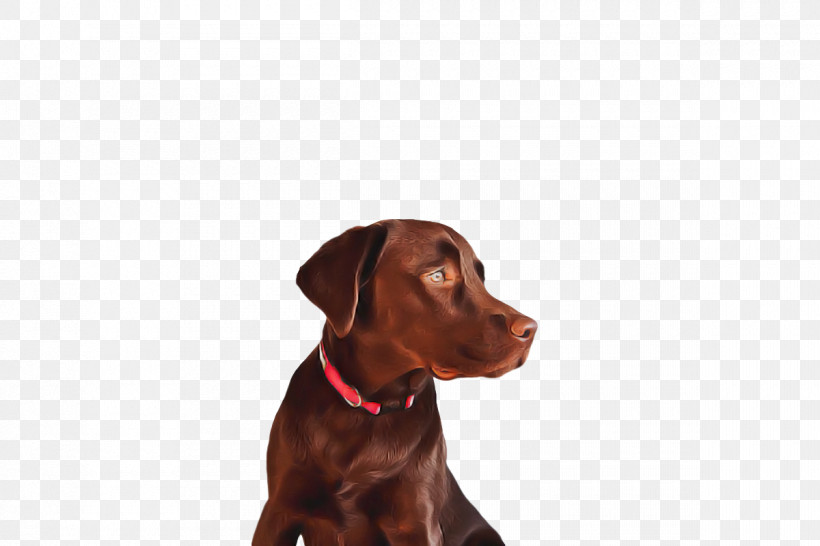 Labrador Retriever Puppy Dog Collar Snout Retriever, PNG, 1200x800px, Labrador Retriever, Breed, Collar, Dog, Dog Collar Download Free