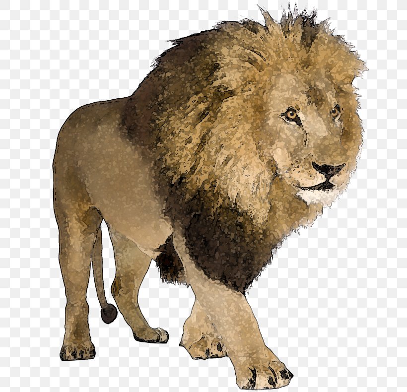 Lion Word Language Vocabulary GermanPod101.com, PNG, 786x790px, Lion, Big Cats, Carnivoran, Cat Like Mammal, Education Download Free