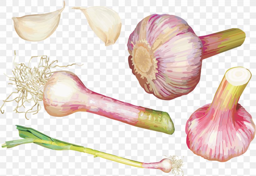 Vegetable Garlic Shallot Clip Art, PNG, 6374x4385px, Vegetable, Condiment, Food, Garlic, Information Download Free