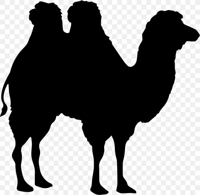 Bactrian Camel Dromedary Shape, PNG, 981x958px, Bactrian Camel, Arabian Camel, Black, Black And White, Camel Download Free