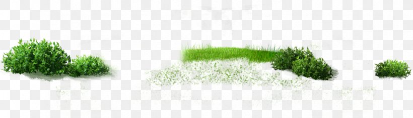Green Grasses Family, PNG, 1182x341px, Green, Family, Grass, Grass Family, Grasses Download Free