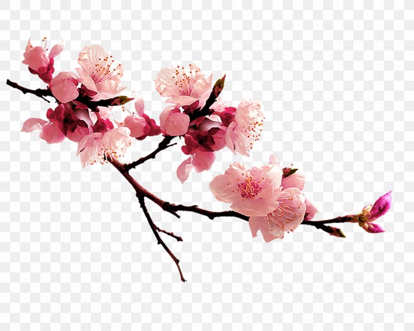 U8001u6d77u68e0u6811 Qingming Computer File, PNG, 1244x996px, Qingming, Blossom, Branch, Cherry Blossom, Cut Flowers Download Free
