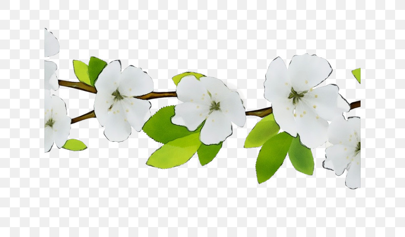 White Flower Petal Branch Plant, PNG, 640x480px, Watercolor, Blossom, Branch, Flower, Impatiens Download Free