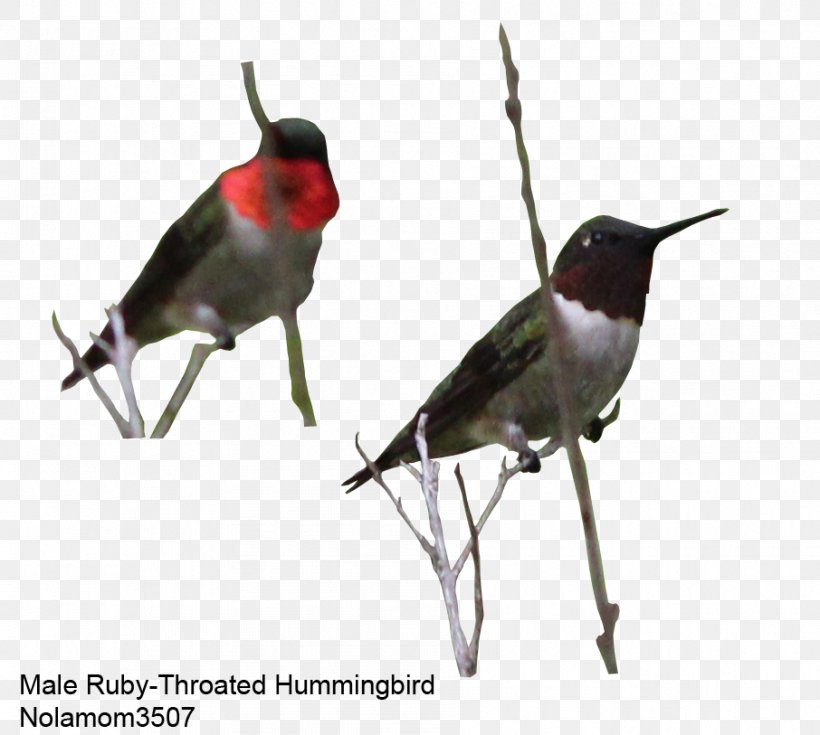 Beak Finch Hummingbird M Animal, PNG, 906x813px, Beak, Animal, Bird, Fauna, Finch Download Free