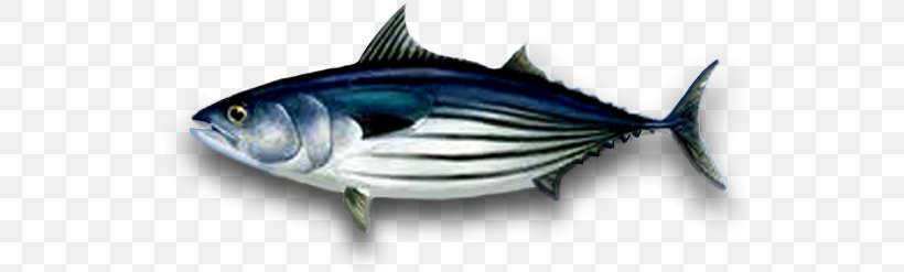 Bigeye Tuna Albacore Skipjack Tuna Atlantic Bluefin Tuna Yellowfin Tuna, PNG, 538x247px, Bigeye Tuna, Albacore, Atlantic Bluefin Tuna, Biggame Fishing, Blackfin Tuna Download Free